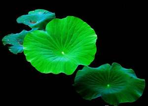 Polvo de extracto de hoja de loto orgánico de grado alimenticio de gran oferta embalado en tambor y contenedor de plástico - Product Image 5