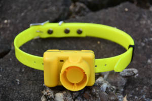 충전식 사냥 개 <span class=keywords><strong>Beeper</strong></span> 칼라 방수 개 훈련 칼라 내장 <span class=keywords><strong>Beeper</strong></span> 사운드 스포츠 훈련 사냥 칼라 - Product Image 3