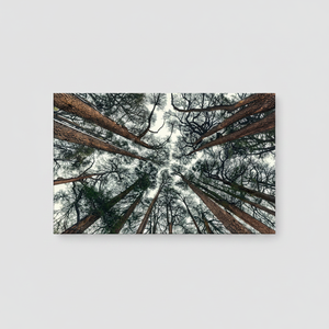 Printed Canvas Art: Tree Canopy, Farmhouse Decor, Minimalist Design,<b>WRAPPED</b> CANVAS - Product Image 2