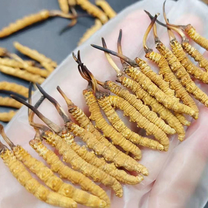 Chất lượng cao Cordyceps Sinensis chiết xuất Cordyceps Militaris chiết xuất - Product Image 4