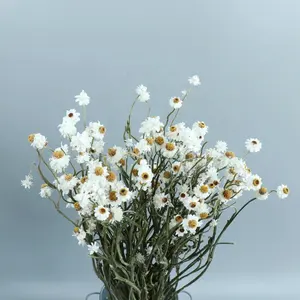 Flores secas más rápidas, crisantemo plateado para la empresa, oferta, regalo de apertura y exhibición de tienda de flores