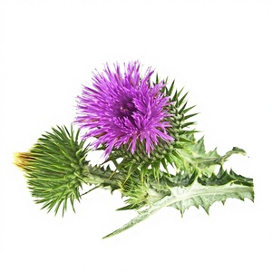 Produktionsfabrik Silymarin-Extrakt Silymarin Silymarin-Samenöl Mikrokapsel-Pulver - Product Image 2