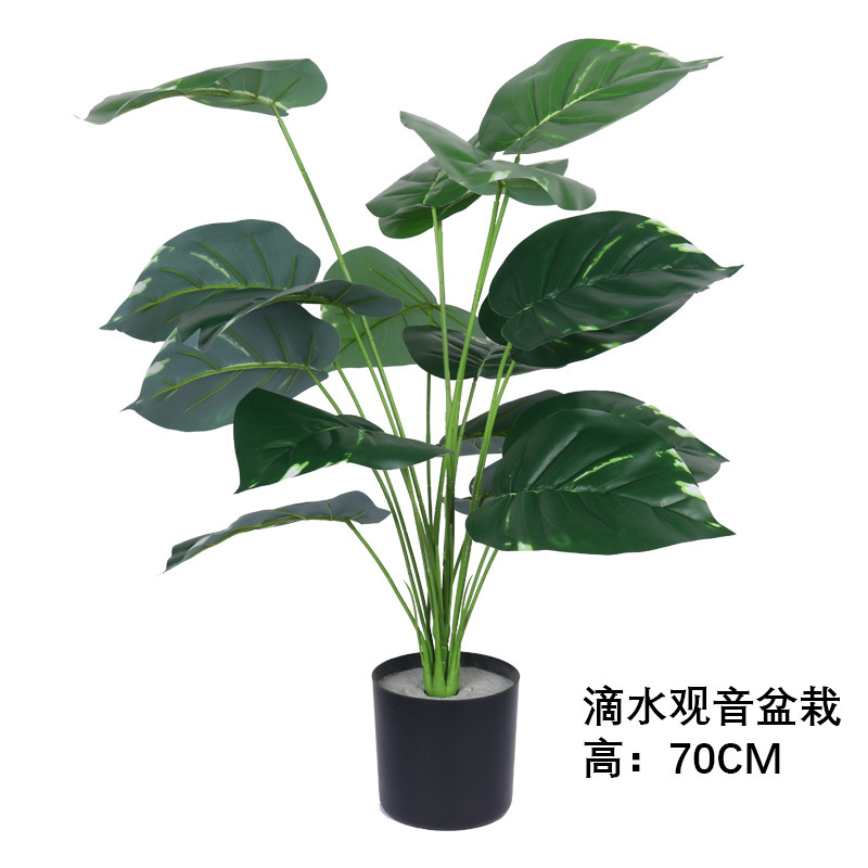 Planta de filodendro en maceta con hojas de goteo