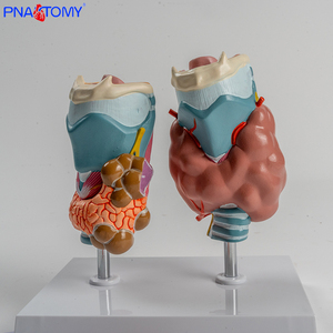 Con người bệnh lý tuyến giáp Mô Hình cường giáp suy giáp hệ thống nội tiết y tế giải phẫu tuyến giáp họng công cụ giảng dạy - Product Image 3
