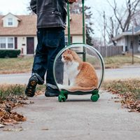Kugelförmiger Transparenter Blasen-Tiertransporter mit Rädern - Kleiner Hunde- oder Katzen-Trolley für Reisen - Alternative zum Katzenrucksack