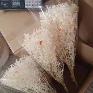 <span class=keywords><strong>Ramo</strong></span> de Flores Secas de Gypsophila Blanca, Planta Natural Preservada para Decoración de Bodas, Fiestas, Manualidades, Estilo Boho, Decoración del Hogar - Product Image 5