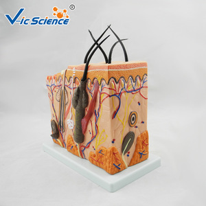 Modèle de peau agrandi de taille moyenne ; modèle anatomique de la structure du tissu cutané humain ; démonstration pédagogique en biomedicale. - Product Image 2