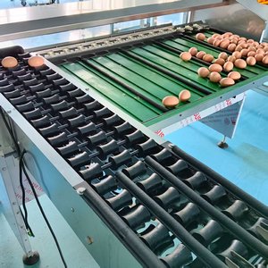 Automatic Fruit & <b>Egg</b> Grading Sorting <b>Machine</b> 304 Stainless Steel High-Speed Digital Weighing Cleaning System - Product Image 5
