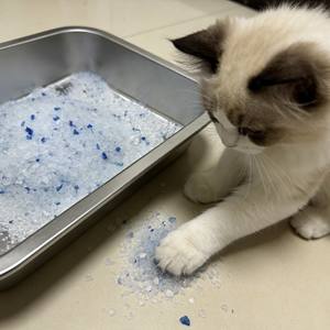 Litière pour chat en gel de silice cristallin ODM sans poussière, prix direct usine, litière pour chat en cristal à prix abordable - Product Image 6