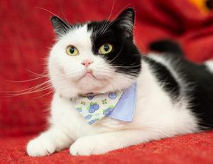 Collier bandana pour chien et accessoires pour chat en coton personnalisés avec motif de fruits, vente en gros du fabricant - Product Image 5