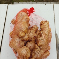 Nouvelle Saison Gingembre Chinois Frais en Gros pour l'Exportation 100g 150g 150-250g 250g et plus Gingembre Frais