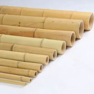 Estacas de Bambú Agrícolas Naturales al por Mayor, Cañas Ecológicas para Soporte de Plantas de Jardín, para Viveros, Granjas y Viñedos en Vietnam - Product Image 1