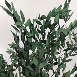 Branches d'<span class=keywords><strong>eucalyptus</strong></span> séchées naturelles et préservées, de couleurs mélangées, à feuilles fines, type Gunni, pour la décoration de la maison, des vases, des tables et des murs - Product Image 5
