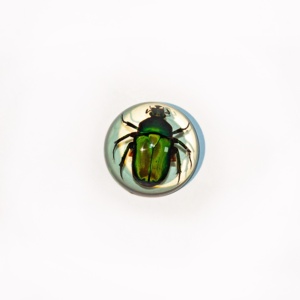 Benji Curated Resin Arthropod Display, Molde Esférico para la Conservación de <span class=keywords><strong>Fauna</strong></span> Silvestre, Pintado a Mano, Motivo de <span class=keywords><strong>Fauna</strong></span> Realista y Auténtico para Pared - Product Image 2