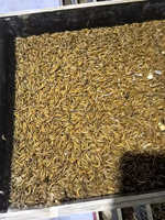 Aliments pour tortues, oiseaux et poissons à haute teneur en protéines, vers de farine séchés, friandises énergétiques pour suiveurs de sucre, biodégradables, export en vrac