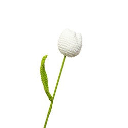 Tulipe blanche