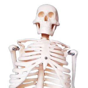 Modelo de Esqueleto Humano de 85 cm, Recurso Didáctico para la Anatomía del Cuerpo Humano - Product Image 2