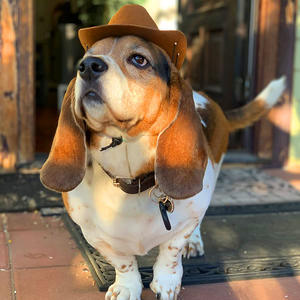 Chapeau de Cowboy en Polyester pour animaux de compagnie en feutre de fourrure occidentale classique pour les fêtes de chiens et de chats pour les saisons de printemps, d'été et d'hiver - Product Image 3