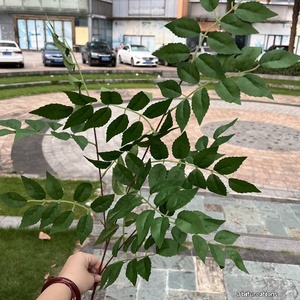 LE-229 Tiges de verdure artificielle, fausses feuilles de lys, bambou, ficus, feuilles de rose pour décoration de mariage, allée, événement, maison - Product Image 2