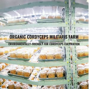 Qinshantang Food Grade <span class=keywords><strong>Cordyceps</strong></span> Sinensis Capsule <span class=keywords><strong>Extract</strong></span> Champignon Gemalen Poeder <span class=keywords><strong>Cordyceps</strong></span> Militaris In Flessendrommel Verpakking - Product Image 3