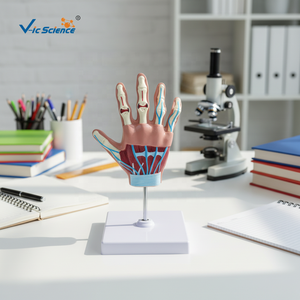 Modelo Anatómico <span class=keywords><strong>de</strong></span> Mano para Artritis Reumatoide y Osteoartritis - Modelo <span class=keywords><strong>de</strong></span> Articulación para Ciencias Médicas con <span class=keywords><strong>Esqueleto</strong></span> <span class=keywords><strong>de</strong></span> PVC - Product Image 5