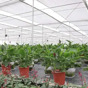 Greenhouse Factory Selling Plastic Film Greenhouse Commercial Green House