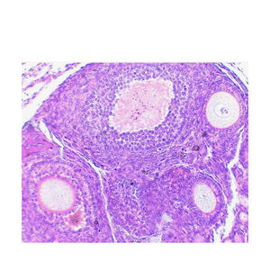 Eierstöcke Medizinische Wissenschaft Hochschul bildung Eierstock Abschnitt <span class=keywords><strong>Human</strong></span> histologie Folien - Product Image 1