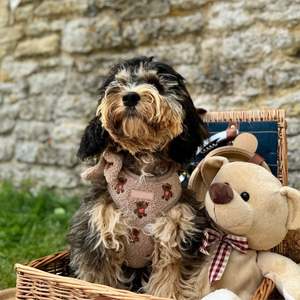 Ensemble harnais et <span class=keywords><strong>laisse</strong></span> pour <span class=keywords><strong>chien</strong></span> Teddy avec distributeur de sacs à excréments, harnais pour <span class=keywords><strong>chien</strong></span> réglable personnalisé sans traction pour chiens de petite, moyenne et grande taille - Product Image 6