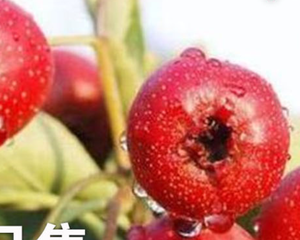 Tranches d'aubépine naturelles séchées, dénoyautées et non séparées, pour thé aux fruits - Product Image 5