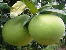 ผู้ผลิตคุณภาพสูงธรรมชาติน้ําส้มแดงบริสุทธิ์ 100% เข้มข้นจากเวียดนามในราคาถูก - Product Image 5