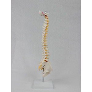 Modèle de colonne vertébrale DARHMMY 45CM avec anatomie vasculaire de l'occiput, colonne vertébrale et bassin (sans fémur), modèle de squelette en PVC - Product Image 3