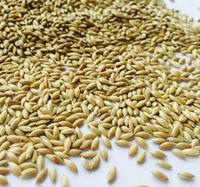 Mélange de graines de tournesol de petite taille pour millet d'alpiste en vrac