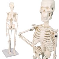 Modèle de squelette humain miniature de 45 cm, modèle de structure osseuse du corps entier avec support métallique, base blanche pour salle de classe de biologie