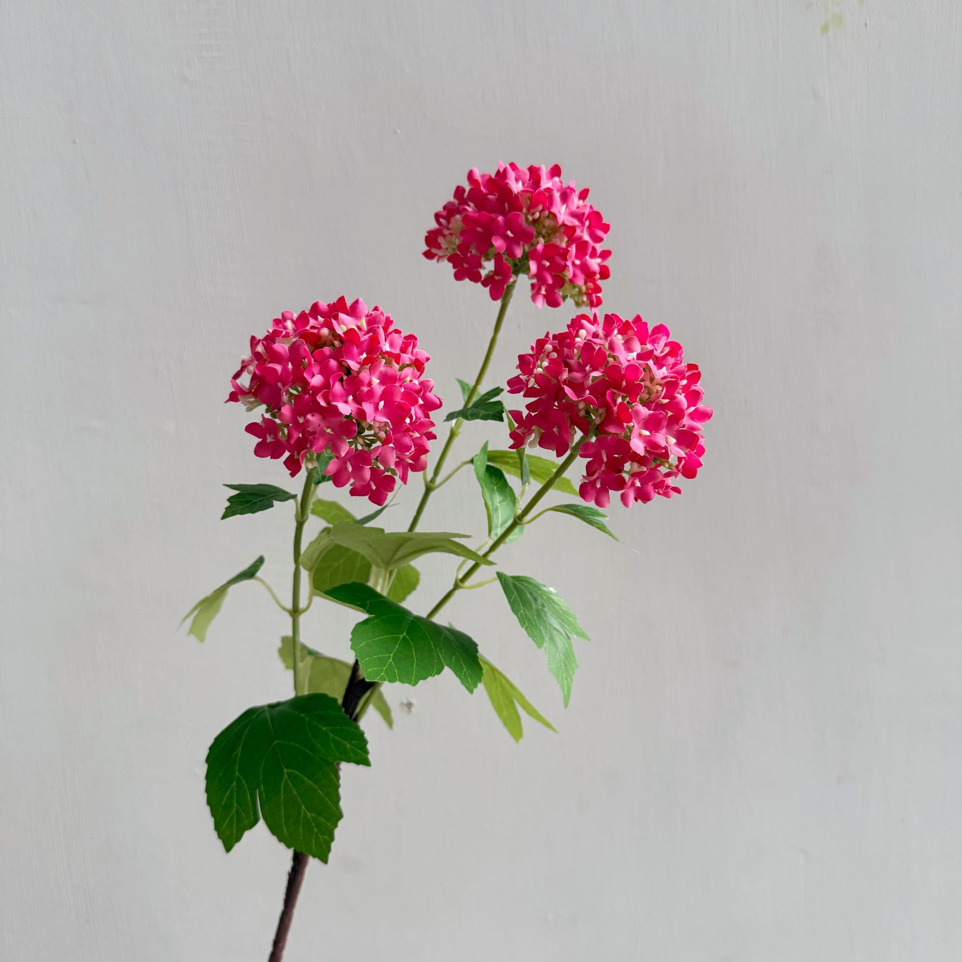 Rosa roja