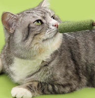 Jouet en gros OEM pour chats : balle de catnip pour le jeu autonome, jouet à mâcher à la menthe pour la dentition et le nettoyage des dents, jouets interactifs de nettoyage dentaire au catnip