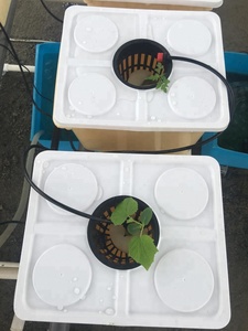 Sistema de Cultivo Hidropónico en Cubeta Holandesa, Cubeta Bato para Cultivo de Tomate, Pepino y Pimiento en Invernadero - Product Image 2