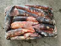 Cumi-cumi Raksasa Beku Produsen Cina Cumi-cumi Berkualitas Tinggi DOSIDICUS GIGAS Pabrik Cumi-cumi Raksasa Utuh Bulat 500-1000g
