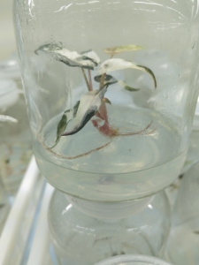 Planta de Interior Popular de Alta Calidad, Alocasia Variegata _pequeña, Decoración <span class=keywords><strong>Chic</strong></span> con Vista al Jardín. - Product Image 2