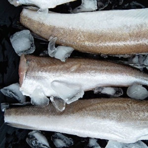Filetes de merluza hubbsi congelada, pescados y mariscos de primera calidad capturados en la naturaleza, mayorista, exportador a granel, comercio internacional de pescado, suministro horeca - Product Image 6
