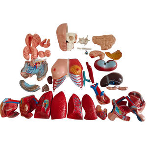 인체 모델 몸통 모델 인간의 몸통 근육 모델 - Product Image 6