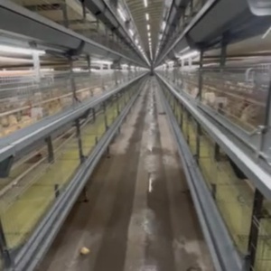 Cages à batterie automatiques de type H pour l'élevage de poussins, bon <span class=keywords><strong>prix</strong></span>, neuves, cages pour poulettes, directement du fabricant - Product Image 6