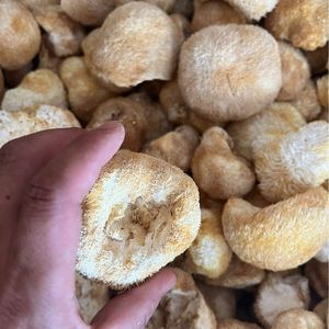 Suplemento de <span class=keywords><strong>hongos</strong></span> comestibles al por mayor: Hongo de dientes barbudos <span class=keywords><strong>en</strong></span> venta - Product Image 2