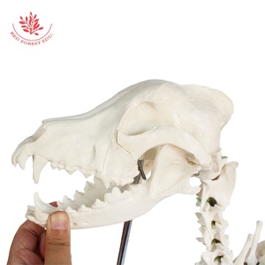 Modelo de <span class=keywords><strong>Esqueleto</strong></span> de Lobo, Modelo Anatómico Canino, para Estudio Veterinario y Anatomía <span class=keywords><strong>Animal</strong></span> - Product Image 4