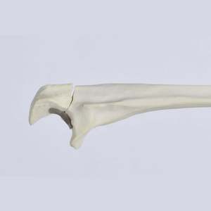 Kyrenmed Massief Schuim Ellepijp Met Olecranon Fractuur Proximaal Links En Rechts Voor Werkplaats Oefenen Boren - Product Image 3