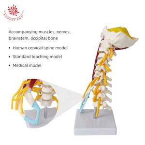<span class=keywords><strong>Model</strong></span> otot tengkuk canggih sains medis anatomi manusia tulang belakang tengkuk <span class=keywords><strong>Model</strong></span> W/batang otak - Product Image 5