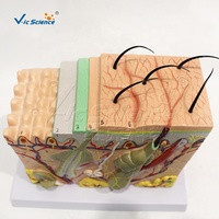 Modelo de Anatomía de Piel Humana Ampliado 70 Veces, Modelo 3D de Sección de Piel con Cabello y Estructura de Tejidos para Enseñanza Médica