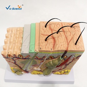 Modèle d'agrandissement de l'anatomie cutanée médicale / 70x, montre la structure des structures cutanées, couches détachables, pour l'enseignement - Product Image 2