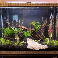 Bois flotté poli PKY pour aquarium, racine en nid d'abeille pour décoration de terrarium et aquarium style bonsaï