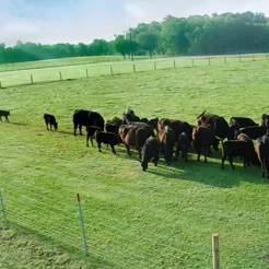 Mạnh Mẽ Nhúng Nóng Mạ Kẽm <span class=keywords><strong>T</strong></span>-Bài Chấ<span class=keywords><strong>t</strong></span> Lượng Cao 0.95lb 7 8 9 Ft Thép <span class=keywords><strong>Studded</strong></span> <span class=keywords><strong>T</strong></span> Bài Cho Trang Trại Gia Súc Dê Hill Lĩnh vực - Product Image 6