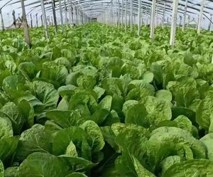 กะหล่ำปลีจีนสดออร์แกนิกสีเขียวออร์แกนิกสำหรับแช่แข็งแบบสับรูปร่างพิเศษ100% - Product Image 5